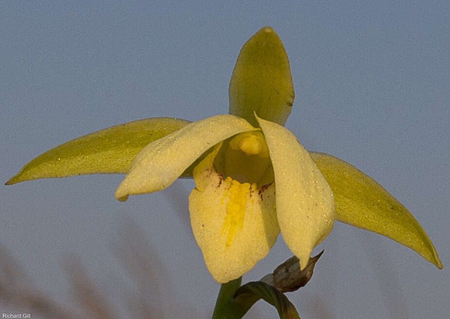 Image de Eulophia cooperi Rchb. fil.