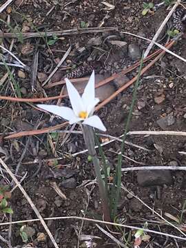 Image of Tristagma patagonicum (Baker) Traub