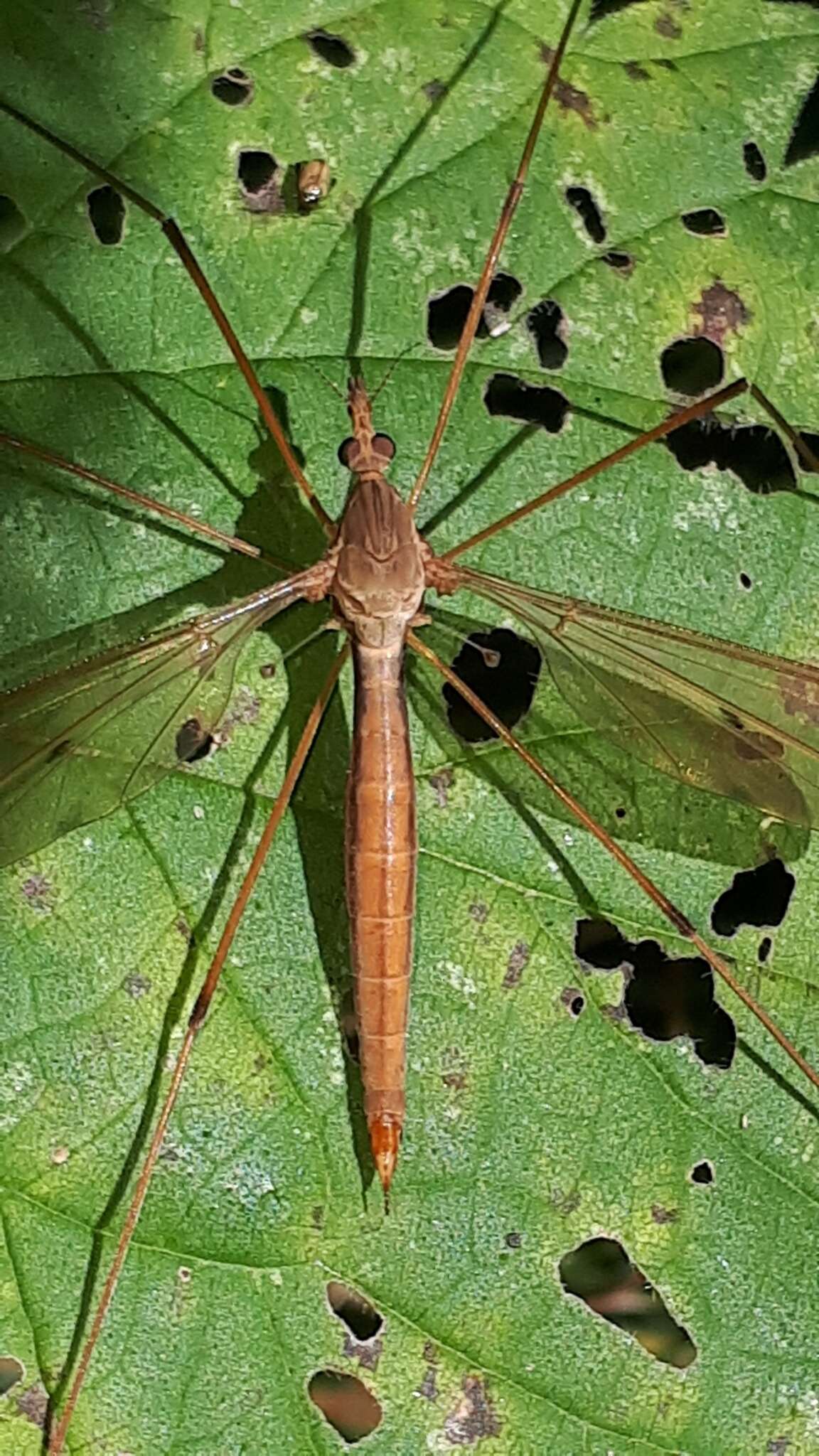 Tipula (Acutipula) fulvipennis De Geer 1776 resmi