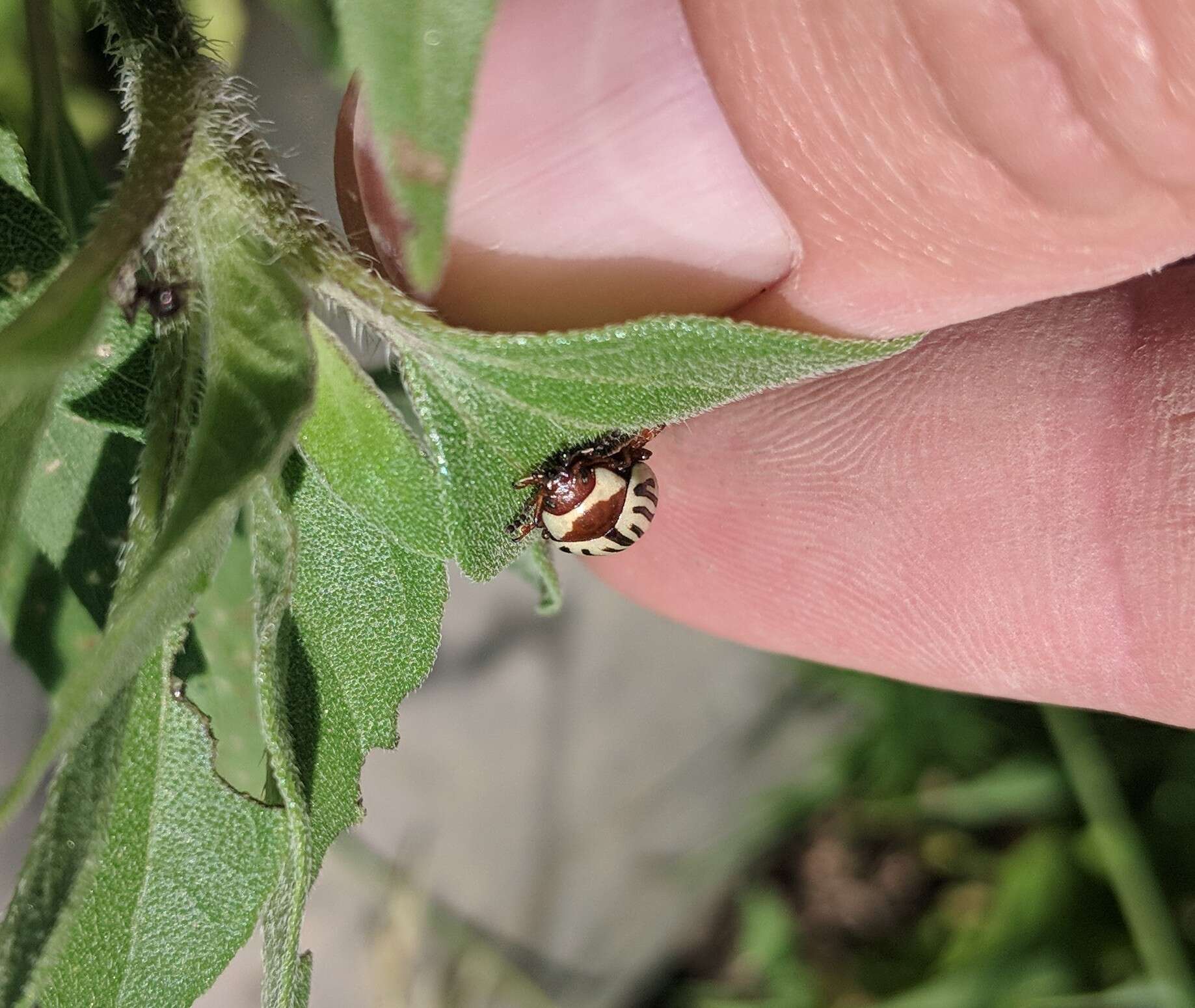 Image of Sunflower Beetle