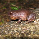 Image of Fry's Frog