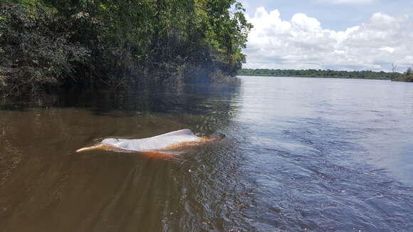 Image of river dolphins