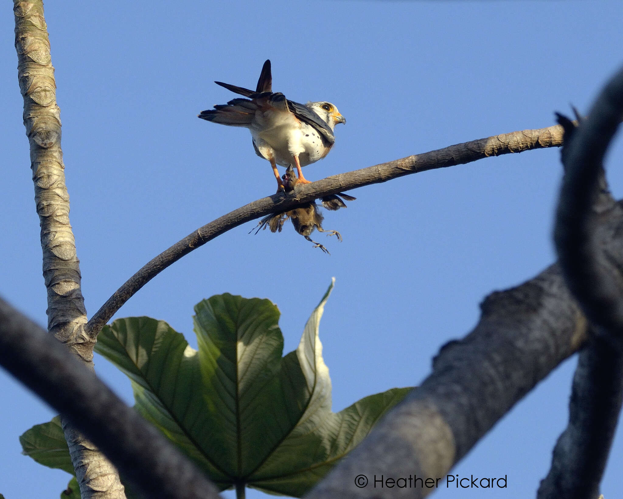 Image of Falco sparverius dominicensis Gmelin & JF 1788