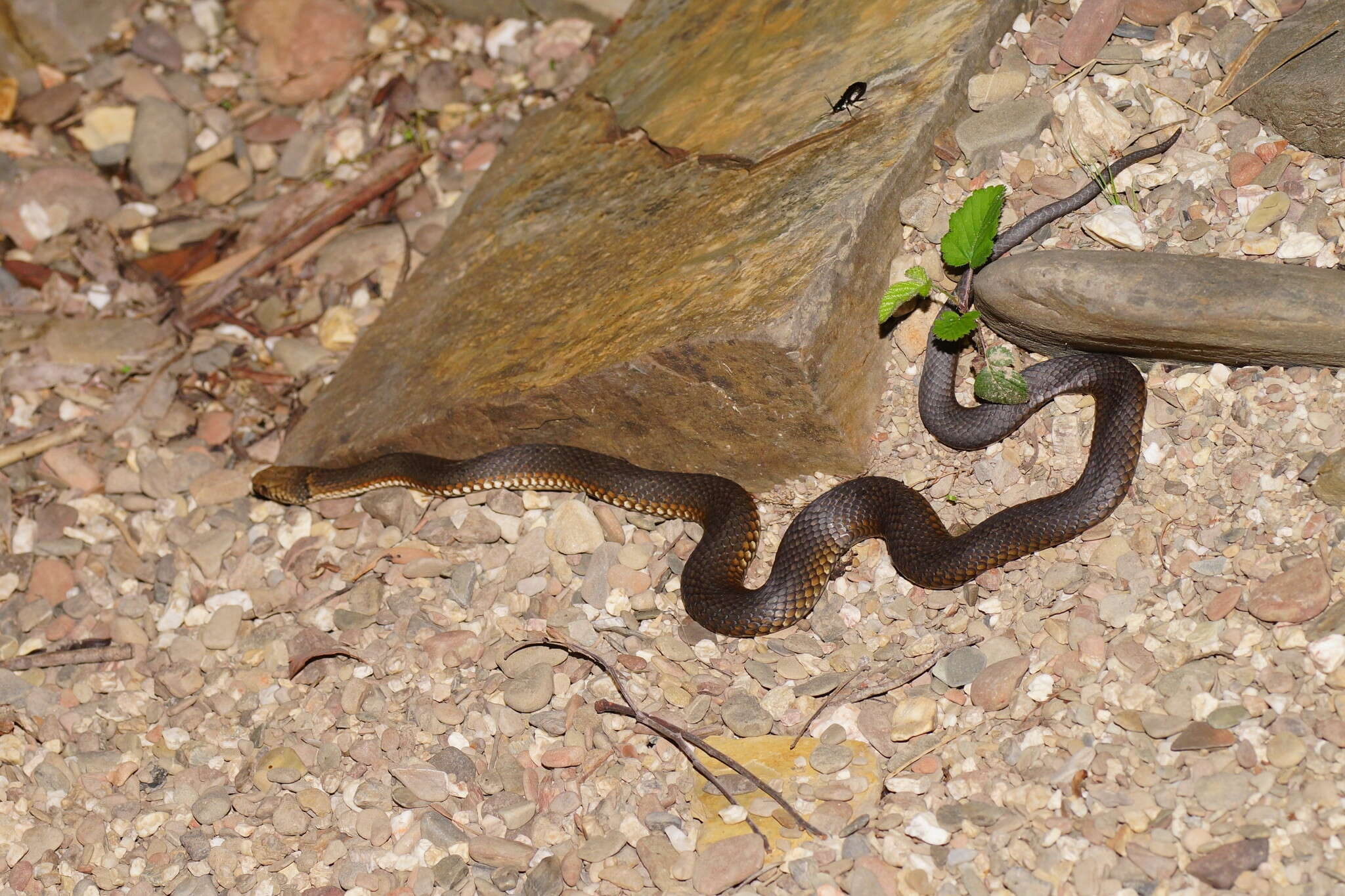Image of Highlands Copperhead