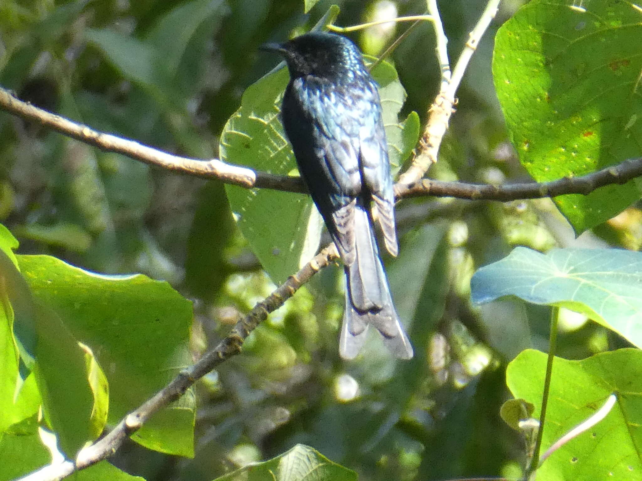 Image de Drongo bronzé