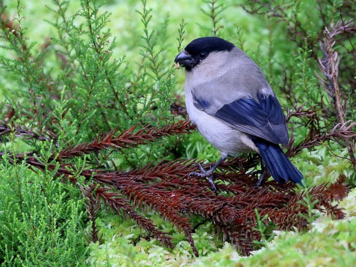 Image of Azores Bullfinch