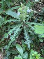 Image of Acanthus guineensis Heine & P. Taylor