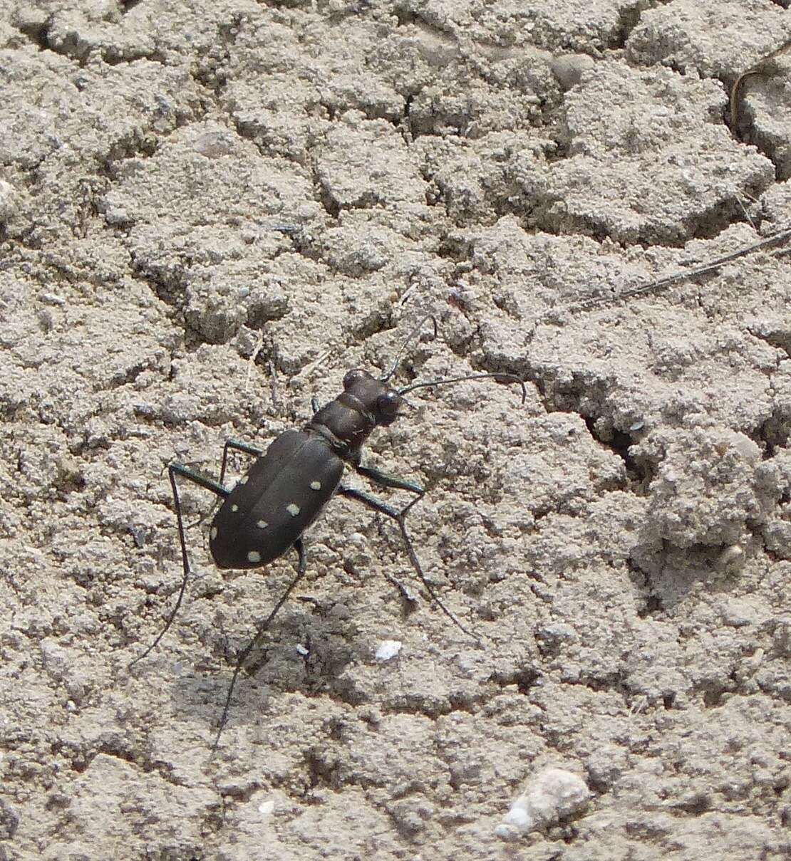 Image of Cicindela (Cicindelidia) ocellata rectilatera Chaudoir 1843