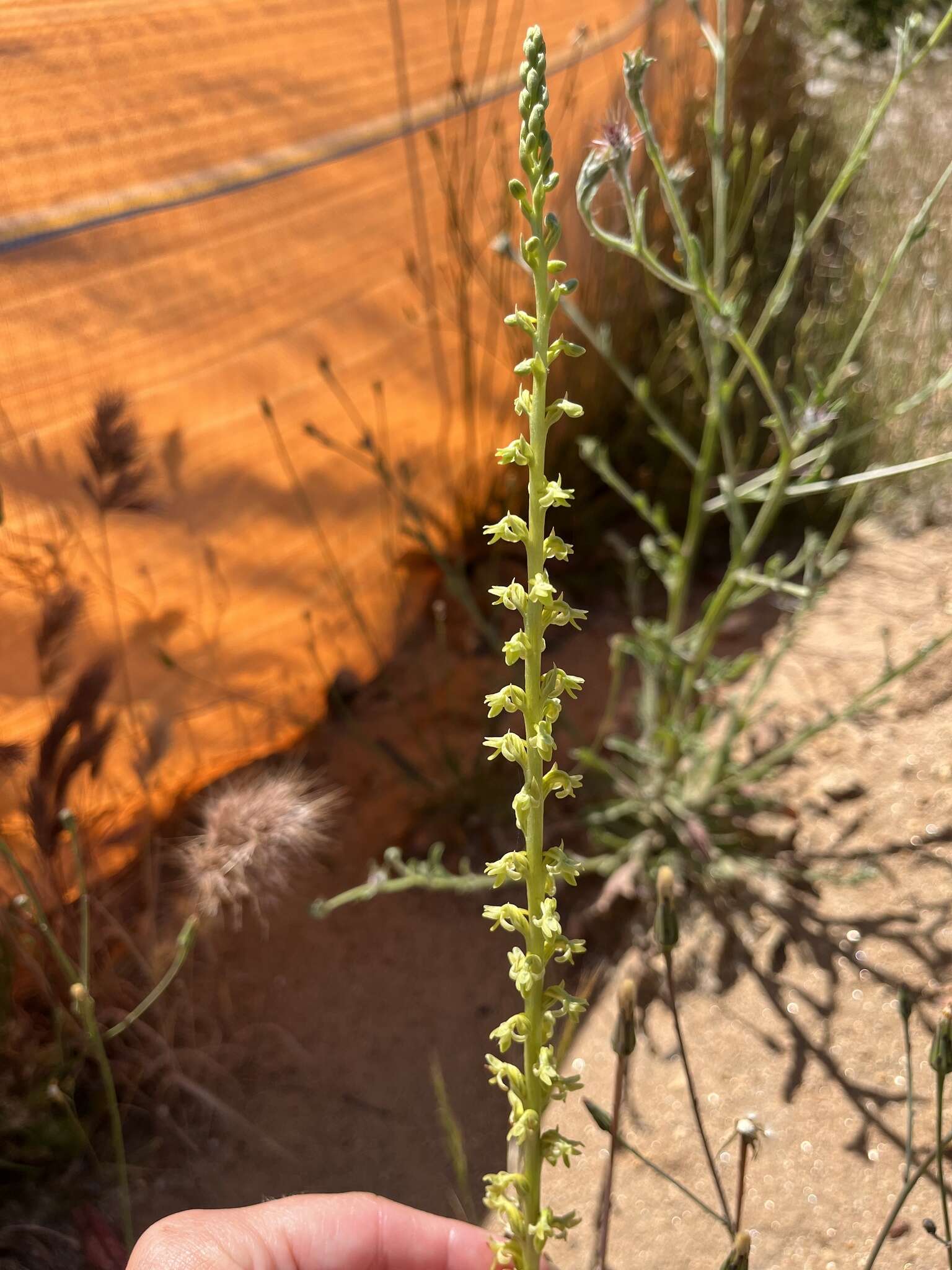 Plancia ëd Platanthera cooperi (S. Watson) R. M. Bateman