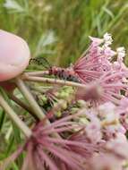 Image of Red-femured Milkweed Borer