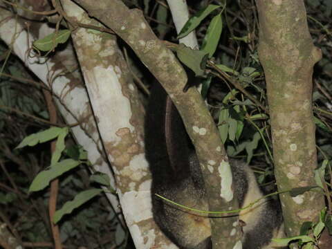 Image of Mountain Brushtail Possum