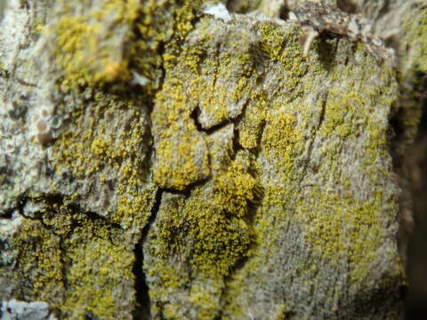 Image of eggyolk lichen