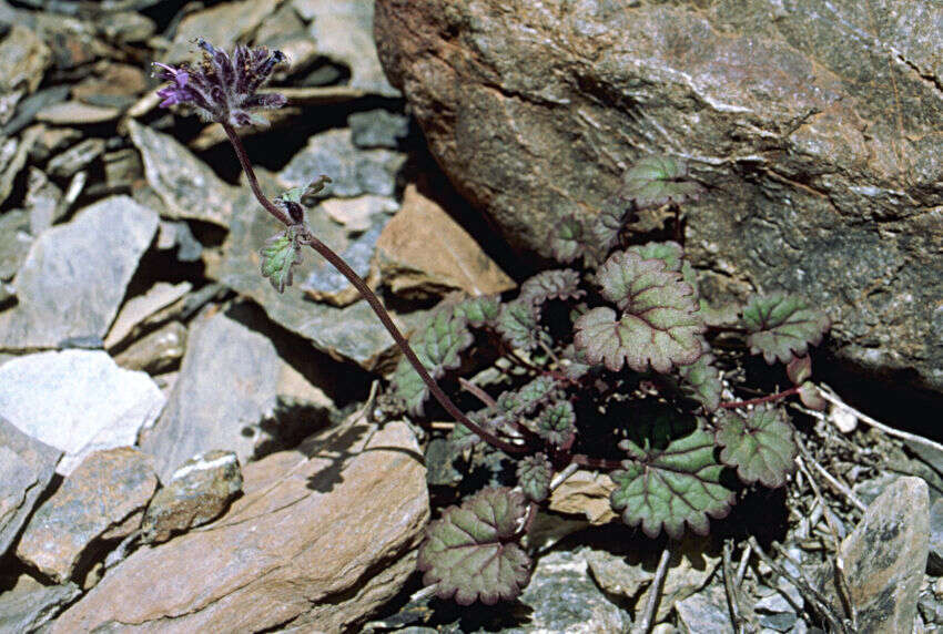 Image of Dracocephalum stamineum Kar. & Kir.