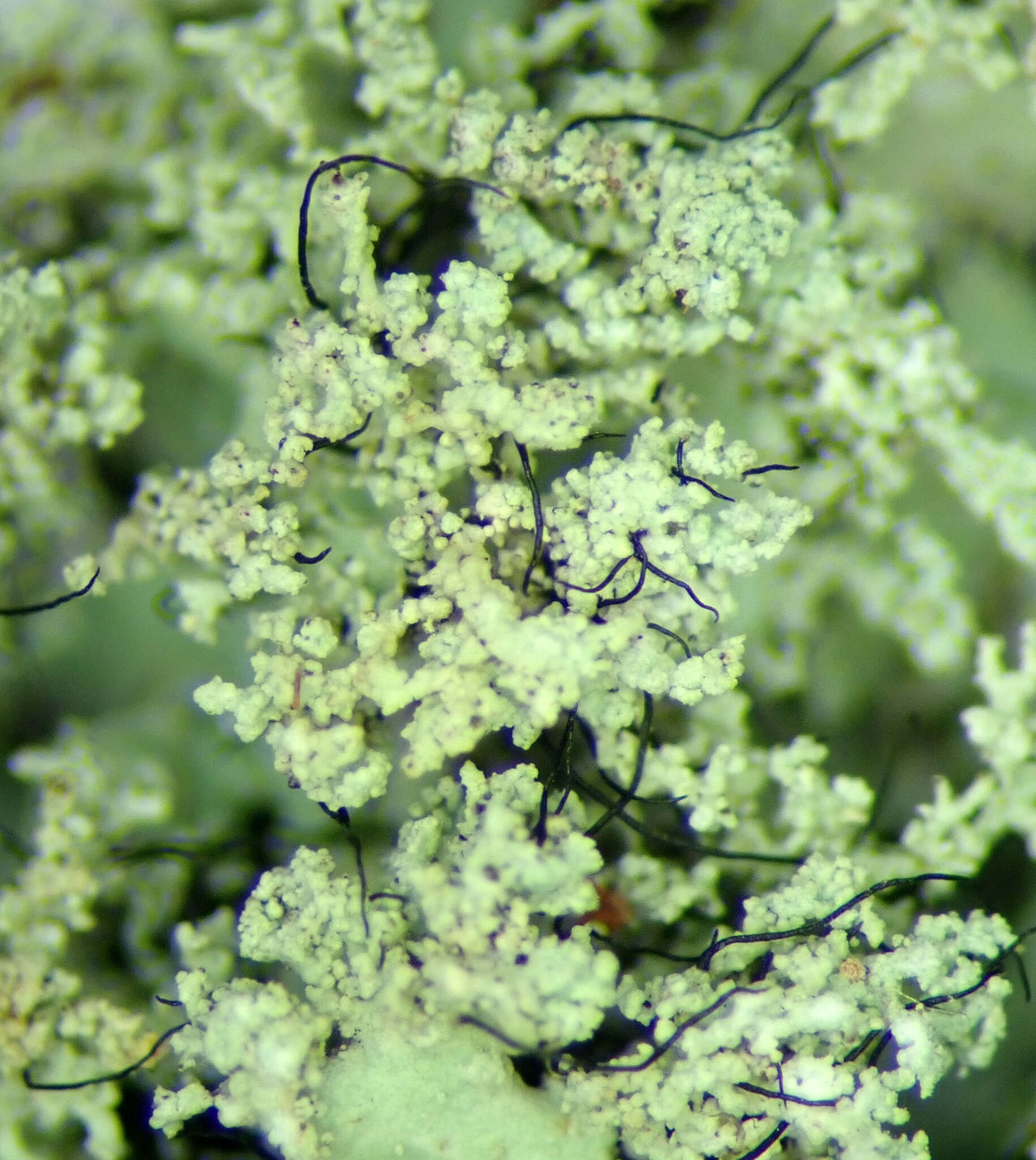 Image of Melliss' parmotrema lichen