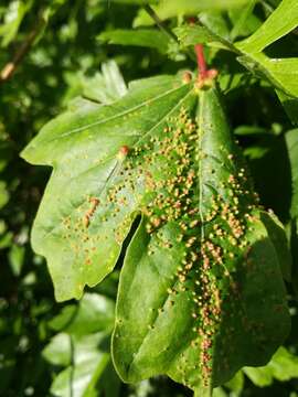 Image of <i>Aceria macrochela</i>