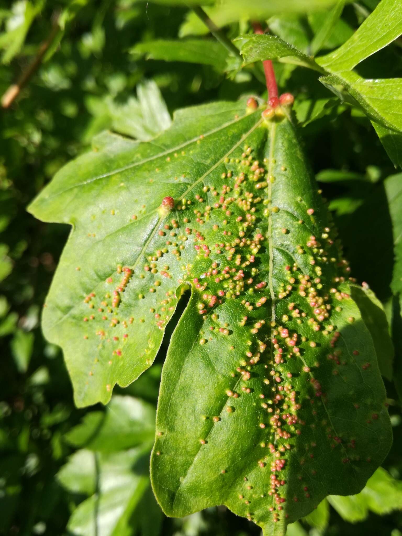 Imagem de <i>Aceria macrochela</i>