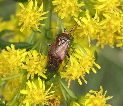 Lygus rugulipennis Poppius 1911 resmi