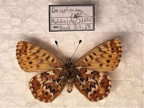 Image of Boloria freija asahidakeana