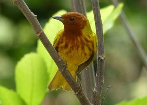 Image of Setophaga petechia aequatorialis (Sundevall 1869)