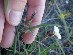 Image de Convolvulus bidentatus Bernh.