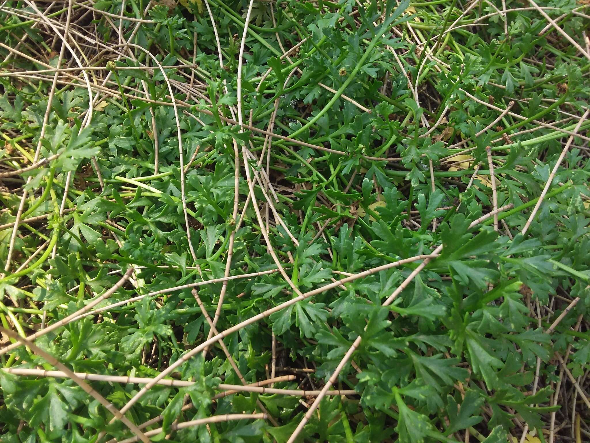 Image of Leptinella longipes Hook. fil.