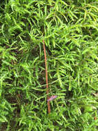 Plancia ëd <i>Kindbergia praelonga</i>