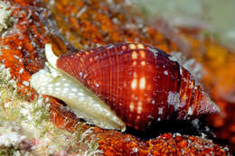 Image of Pseudonebularia chrysalis (Reeve 1844)