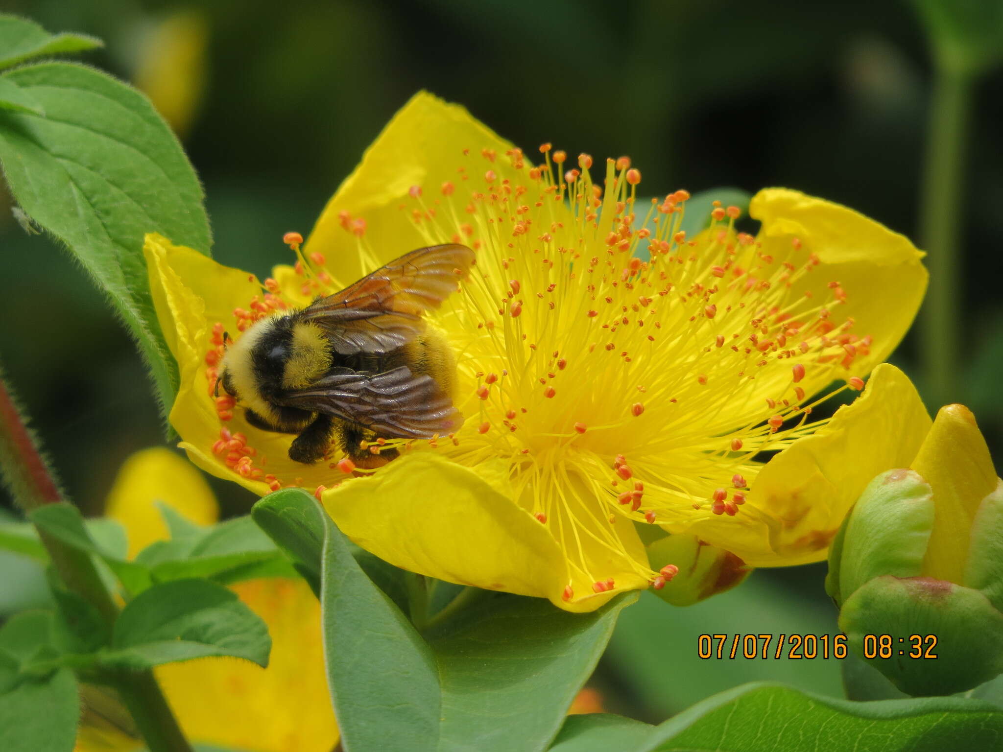 Imagem de Bombus appositus Cresson 1879