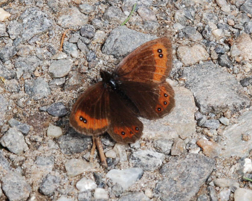 Image of Erebia montanus De Prunner 1798