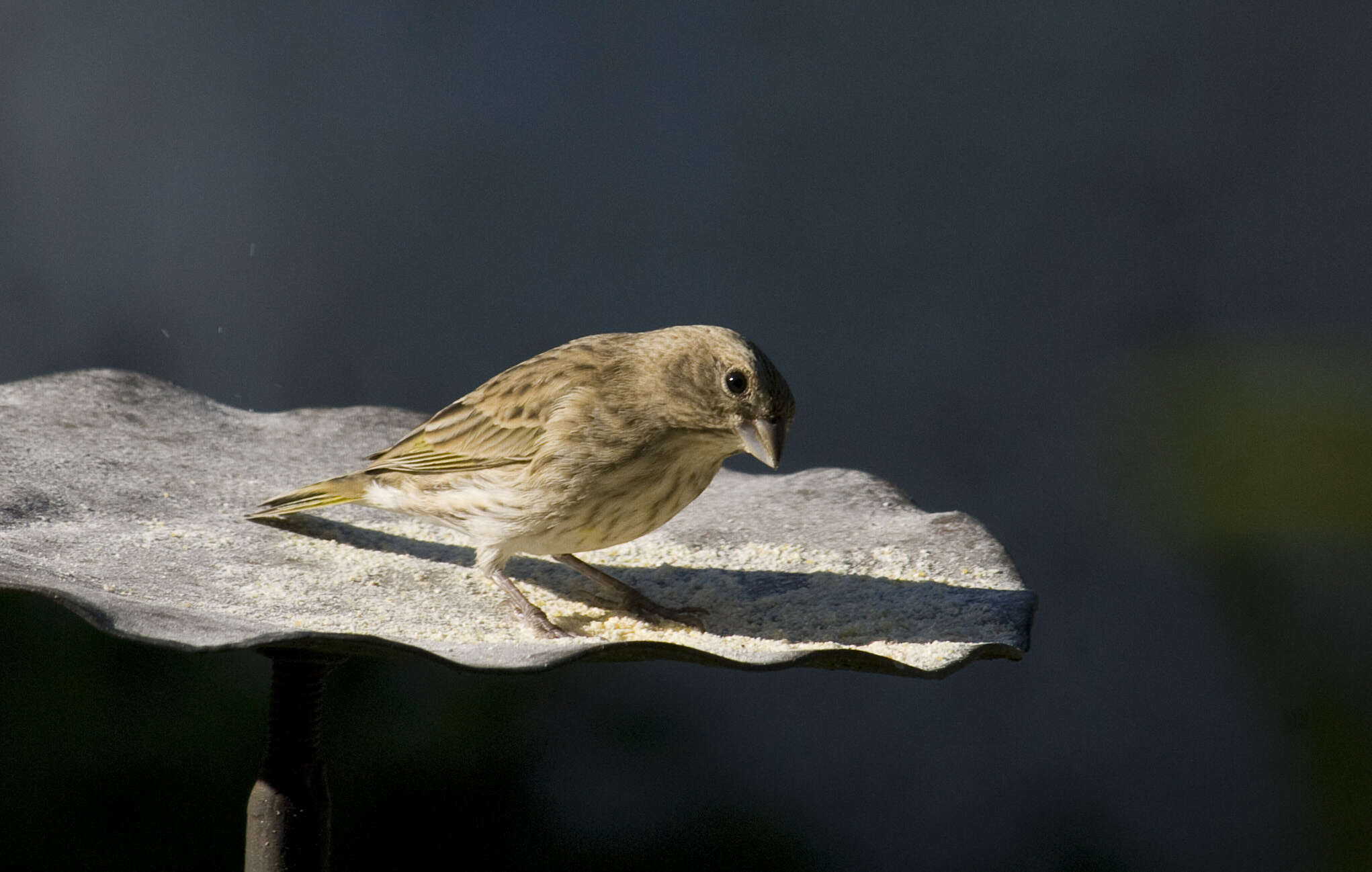 Image of Saffron Finch