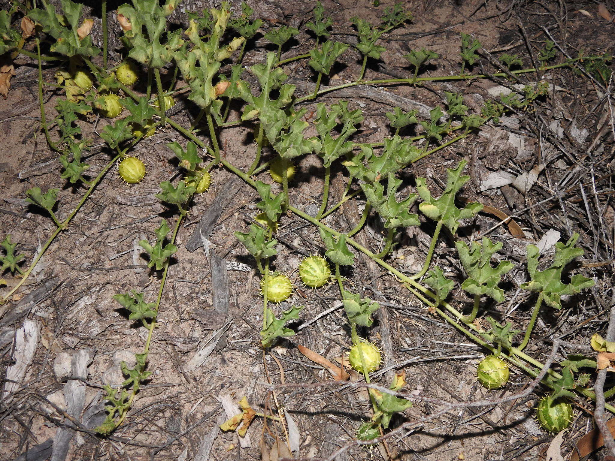 Image of Cucumis myriocarpus subsp. myriocarpus