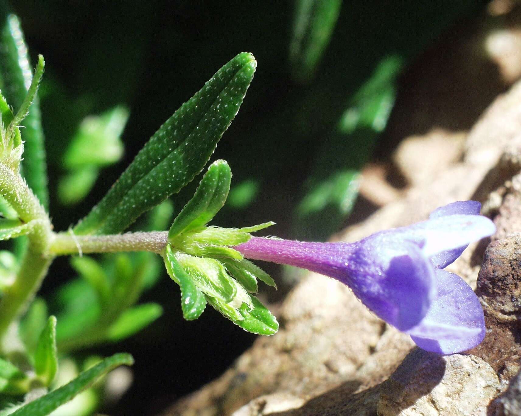 Plancia ëd Glandora rosmarinifolia (Ten.) D. C. Thomas