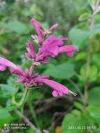 Image of Mexican giant hyssop