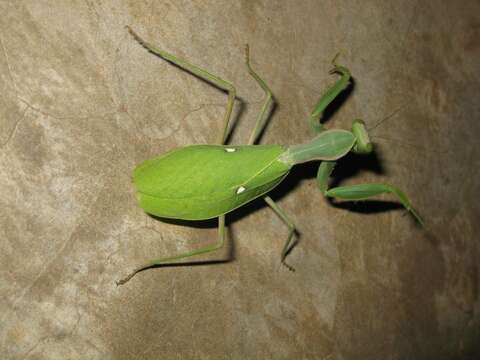 Image of African mantis