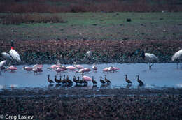 Image of Jabiru Hellmayr 1906