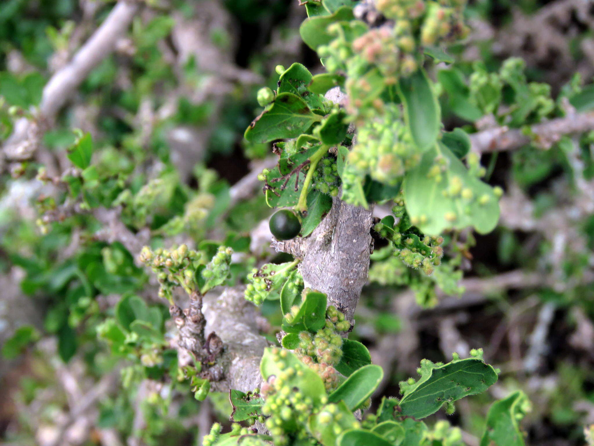 Image of Diospyros lycioides subsp. lycioides