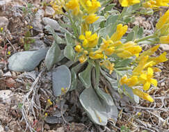 Image de Physaria chambersii Rollins