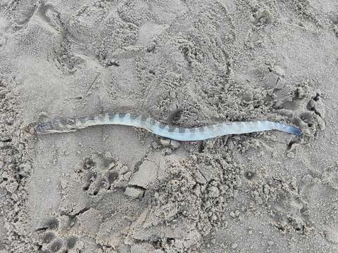 Image of Shaw's Sea Snake