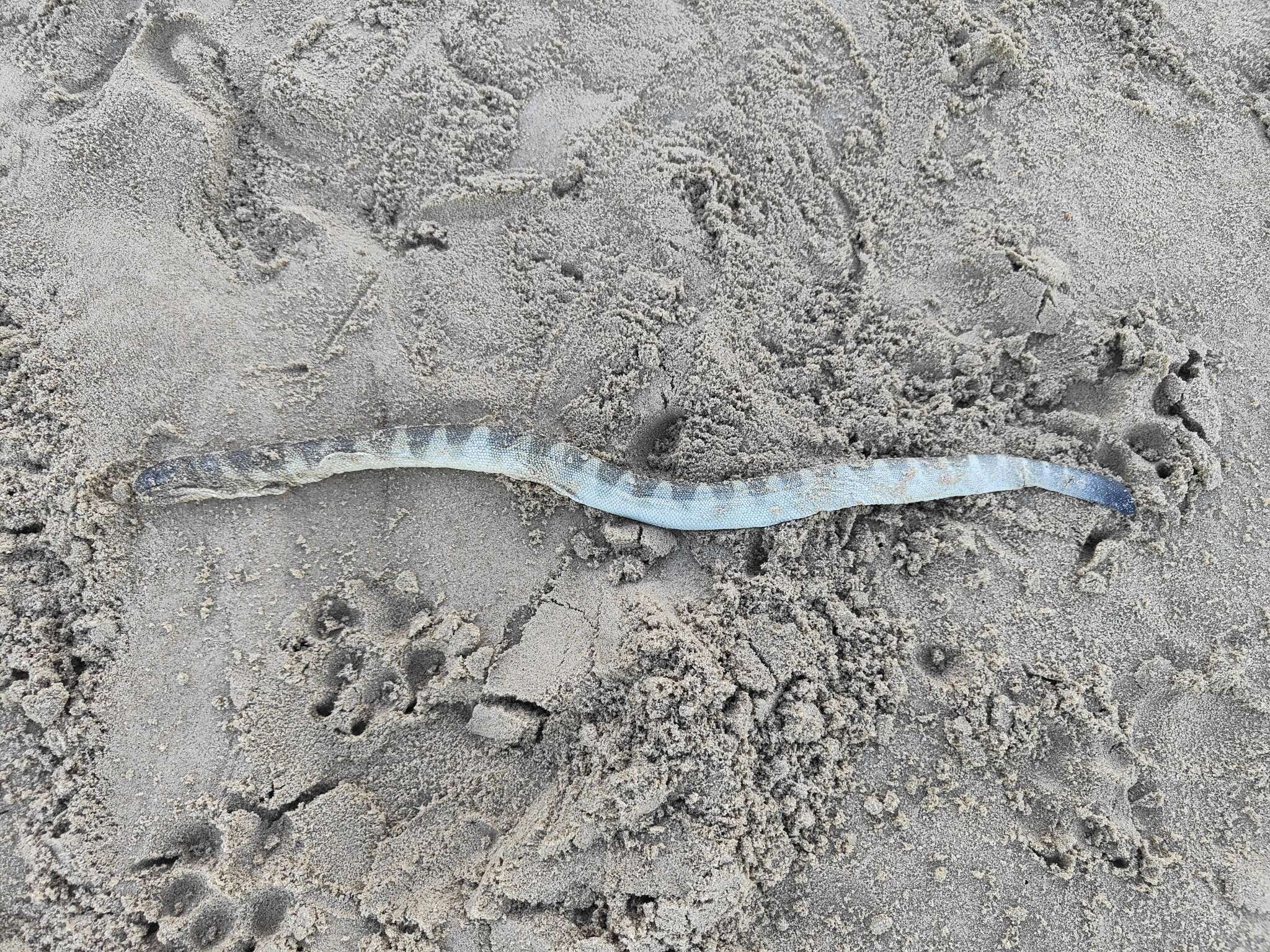 Image of Shaw's Sea Snake
