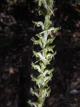 Image of Denseflower rein orchid