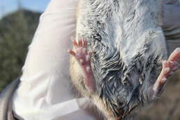 Imagem de Peromyscus melanophrys (Coues 1874)