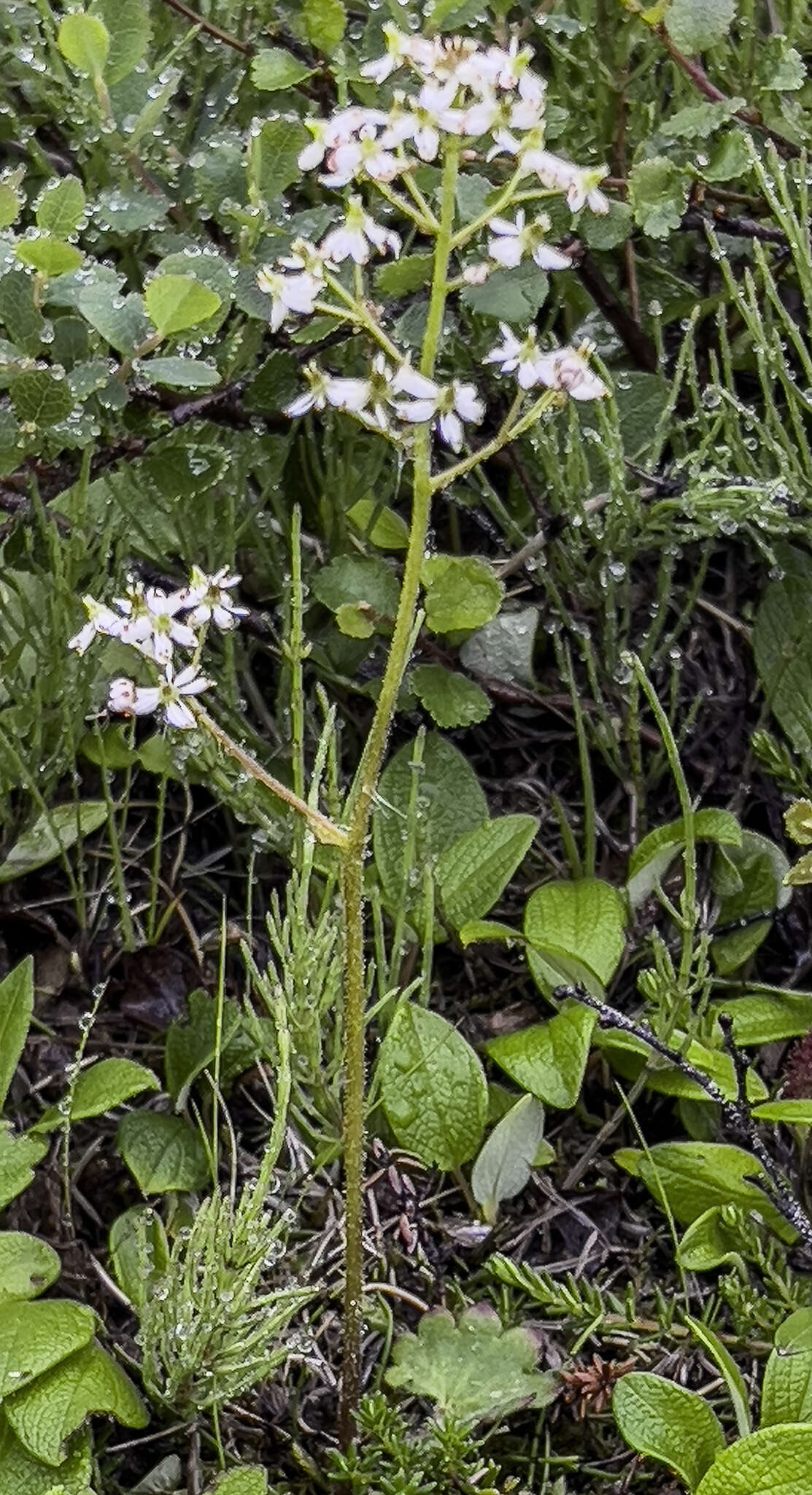 Image of heartleaf saxifrage