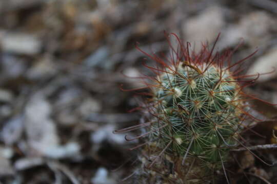 Image of Mammillaria rekoi subsp. rekoi