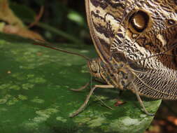 Image of Caligo illioneus oberon Butler 1870