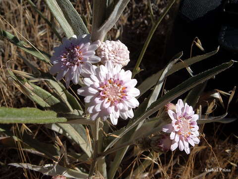 Image of Leucheria lithospermifolia (Less.) Reiche