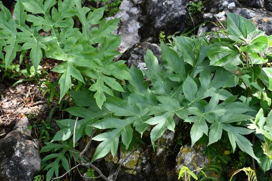 Image of Prionosciadium nelsonii Coult. & Rose