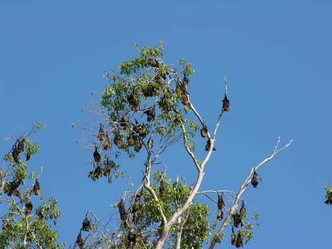 Image of Madagascan Flying Fox