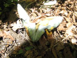 Image of Deceiving Bolete