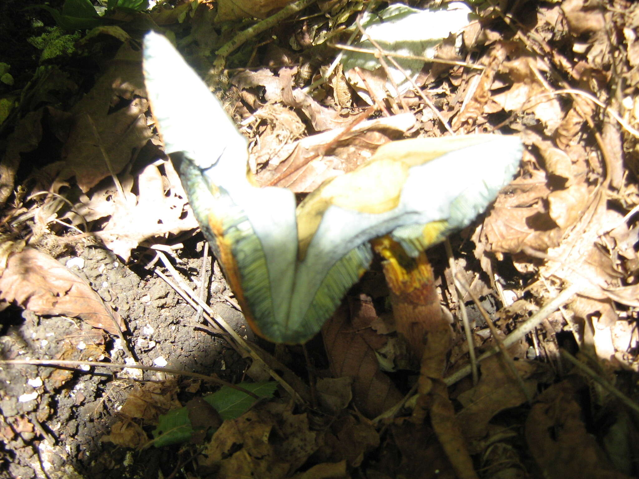 Image of Deceiving Bolete