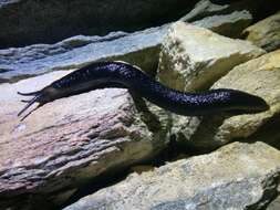 Image of Limax erythrus Bourguignat 1864